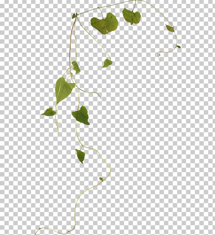 Twig Green Leaf PNG, Clipart, Branch, Flora, Floral Design, Flower, Flowering Plant Free PNG Download