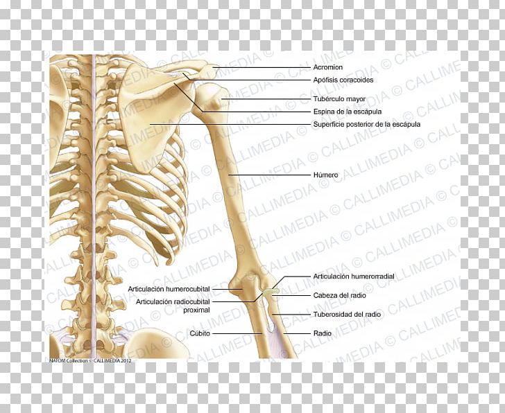 Ulnar Nerve Bone Shoulder Arm Anatomy PNG, Clipart, Anatomy, Arm, Arm Muscle, Bone, Coronal Plane Free PNG Download