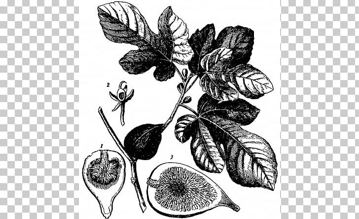 Common Fig Light Leaf Fruit Plant PNG, Clipart, Black And White, Branch, Bud, Butterfly, Common Fig Free PNG Download