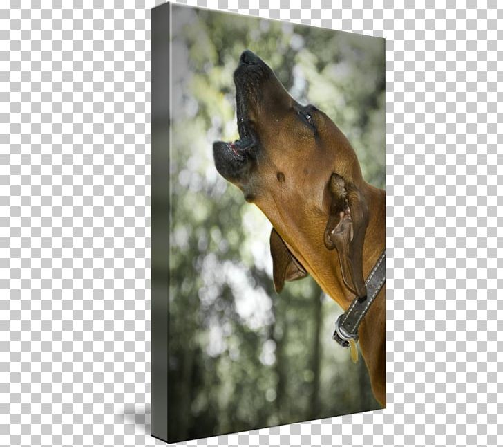 Great Dane Redbone Coonhound Plott Hound Bloodhound Black And Tan Coonhound PNG, Clipart, Bark, Bay Dog, Black And Tan Coonhound, Bloodhound, Coonhound Free PNG Download