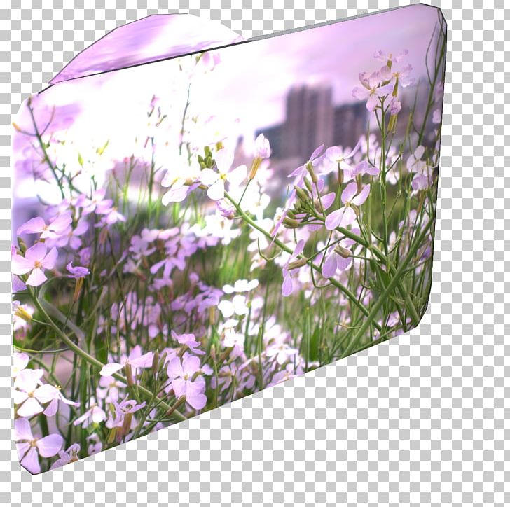 English Lavender Lilac Violet Purple PNG, Clipart, English Lavender, Flora, Flower, Flowering Plant, Grass Free PNG Download