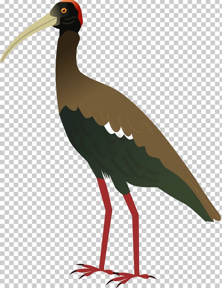 White Stork Bird Hadada Ibis Crane PNG, Clipart, Angry Birds, Animals, Beak, Bird, Blackheaded Ibis Free PNG Download