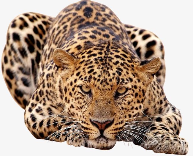 Leopard PNG, Clipart, Animal, Animals, Leopard, Leopard Clipart, Leopard Clipart Free PNG Download
