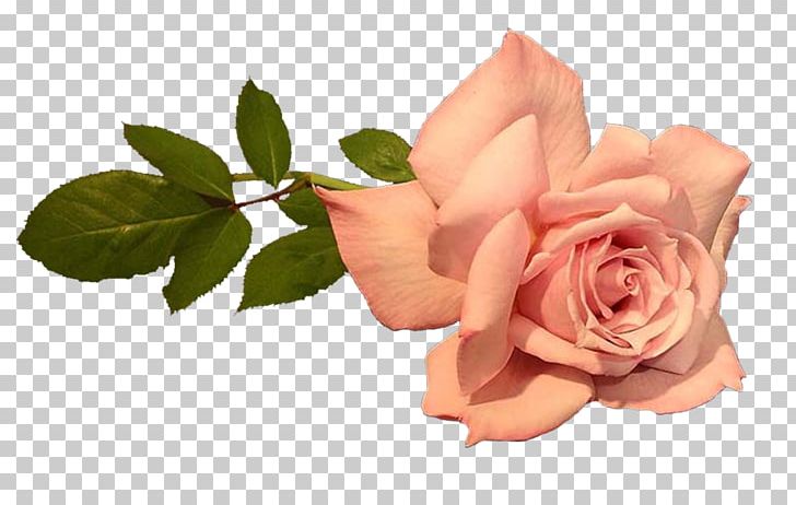 Portable Network Graphics Photography GIF PNG, Clipart, Cut Flowers, Desktop Wallpaper, Floral Design, Floristry, Flower Free PNG Download