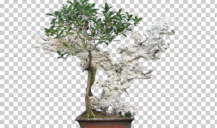 Sageretia Theezans Bonsai Flowerpot PNG, Clipart, Bonsai, Branches, Designer, Download, Flowerpot Free PNG Download