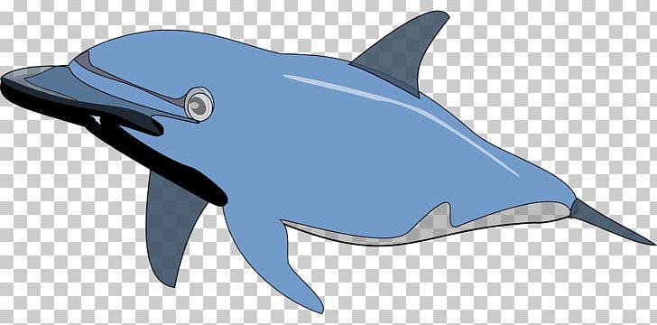 Spinner Dolphin Bottlenose Dolphin PNG, Clipart, Animals, Blue, Blue Abstract, Blue Abstracts, Blue Eyes Free PNG Download