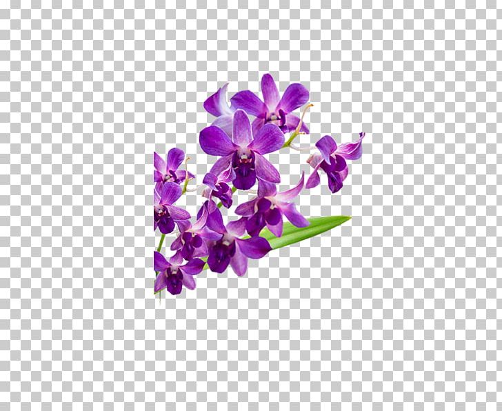 Violet Moth Orchids Flower Petal PNG, Clipart, Cut Flowers, Download, Flora, Flower, Flowering Plant Free PNG Download