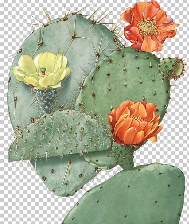 Barbary Fig Opuntia Engelmannii Opuntia Robusta Eastern Prickly Pear Cactaceae PNG, Clipart, Barbary Fig, Cactus, Cactus Moth, Caryophyllales, Fig Opuntia Free PNG Download
