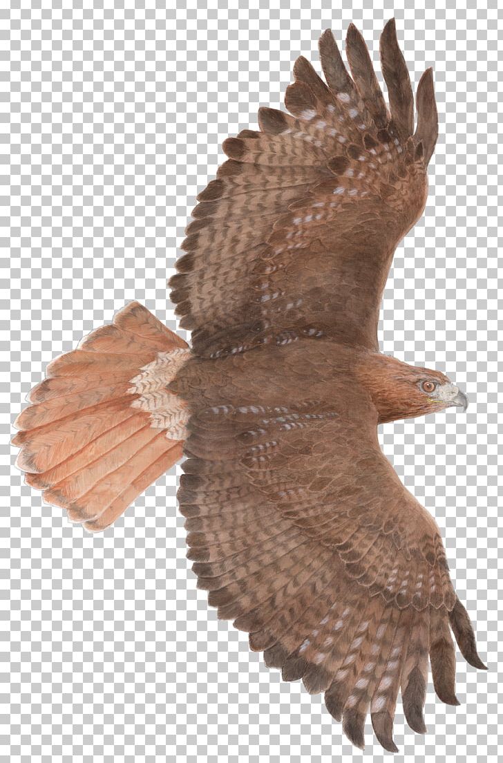 Flight Bird Of Prey Red-tailed Hawk PNG, Clipart, Accipitriformes, Animal, Animals, Beak, Bird Free PNG Download