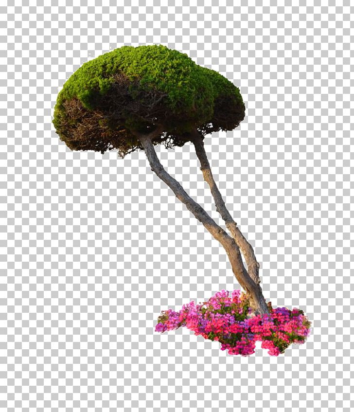 Plant Flower Tree Shrub PNG, Clipart, 3d Rendering, Architectural Rendering, Bonsai, Decorative Patterns, Digital Image Free PNG Download