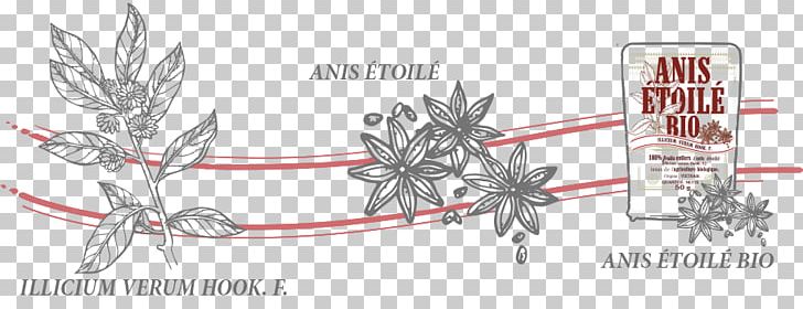 Star Anise Spice Digestif Flavor PNG, Clipart, Angle, Anise, Biology, Cinnamon, Cumin Free PNG Download
