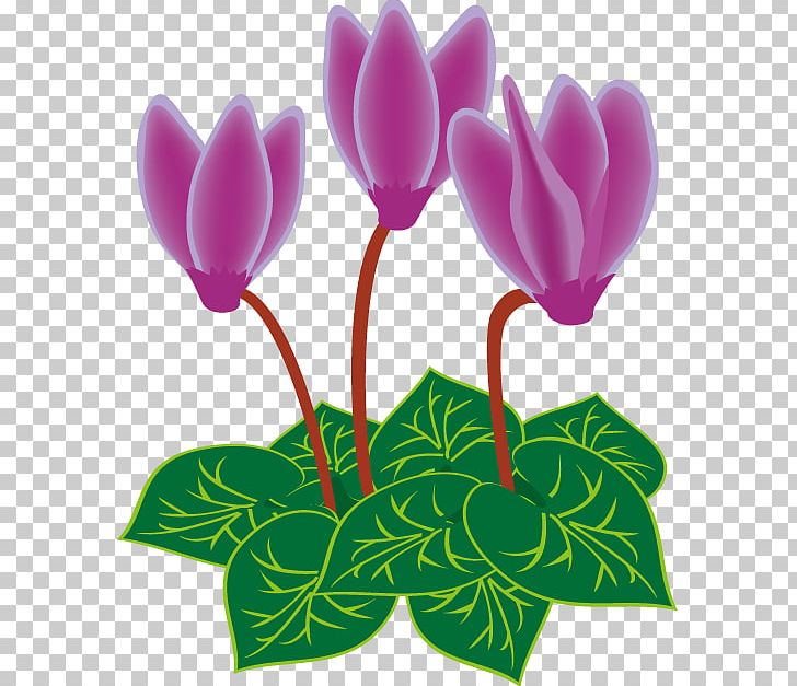 Cyclamen Persicum PNG, Clipart, Cut Flowers, Cyclamen, Cyclamen Persicum, Flower, Flower Illust Free PNG Download