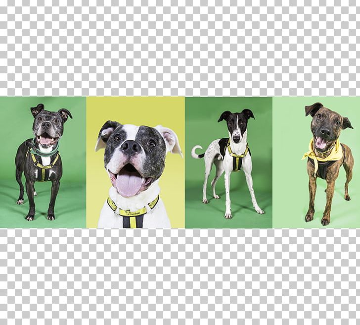 Dog Breed Great Dane Leash Snout PNG, Clipart, Breed, Carnivoran, Dog, Dog Breed, Dog Like Mammal Free PNG Download
