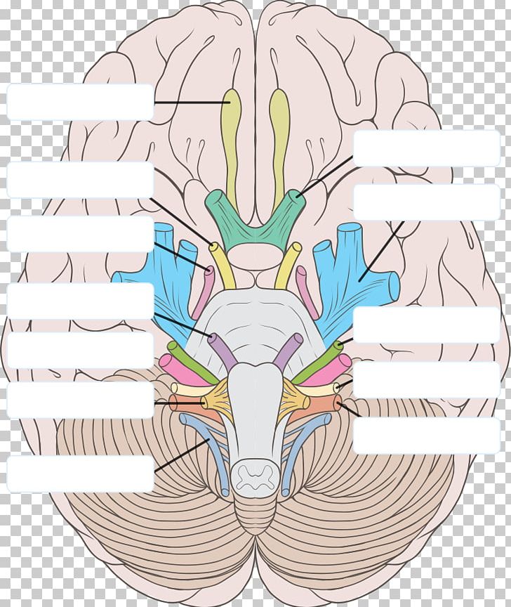 Human Brain Cranial Nerves Brainstem Vertebrate PNG, Clipart, Anatomy, Brain, Brainstem, Cerebrum, Cranial Nerves Free PNG Download