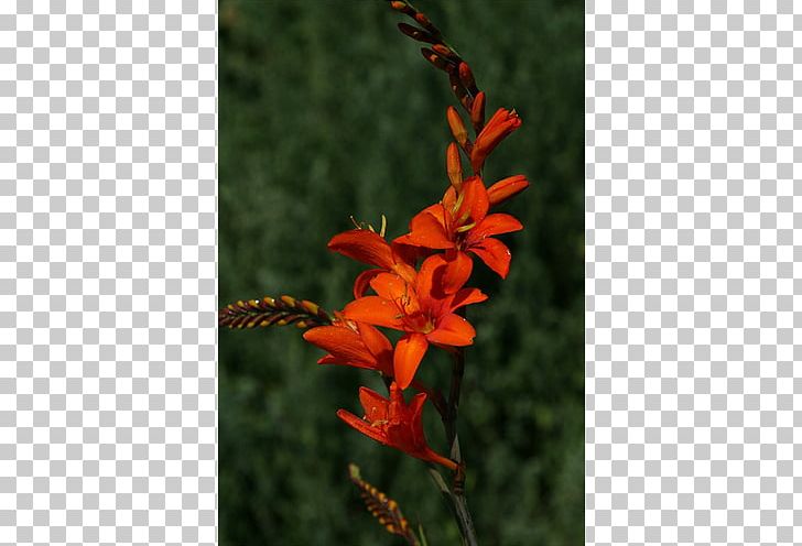 Montbretia Gladiolus Canna Plant Stem Coppertips PNG, Clipart, Canna, Canna Family, Canna Lily, Coppertips, Flora Free PNG Download
