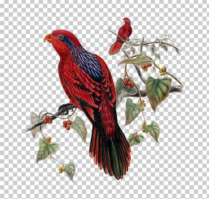 Tropical Birds Blue-streaked Lory Parrot PNG, Clipart, Animal, Animals, Beak, Bird, Digital Image Free PNG Download