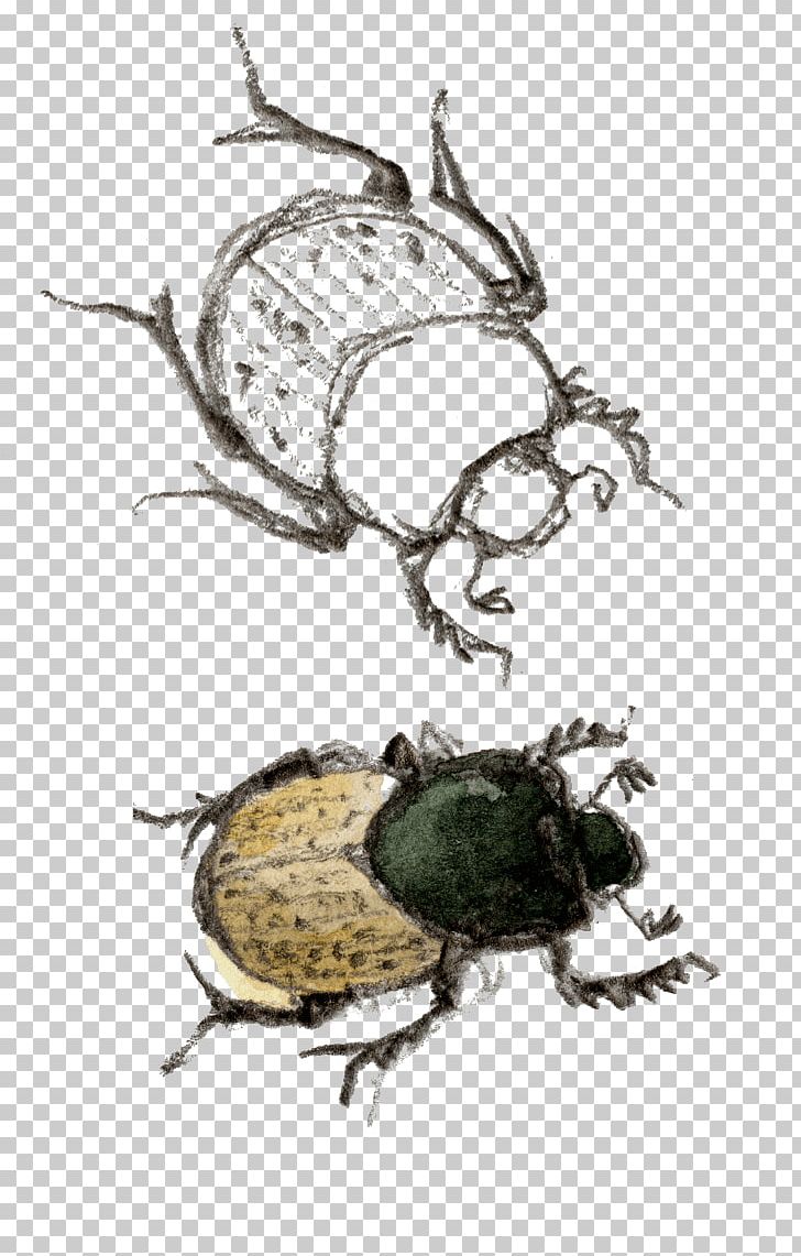 Beetle Fauna Pollinator Pest PNG, Clipart, Animals, Arthropod, Beetle, Fauna, Insect Free PNG Download