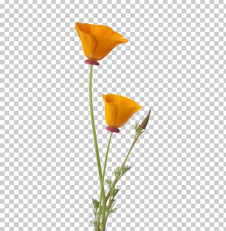 California Poppy Flower Bud PNG, Clipart, Bud, California, Common Poppy, Cut Flowers, Eschscholzia Free PNG Download