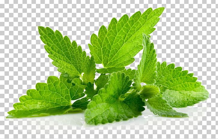 Herb Leaf Peppermint Menthol Patchouli PNG, Clipart, Flavor, Food, Food Drinks, Herb, Herbaceous Plant Free PNG Download