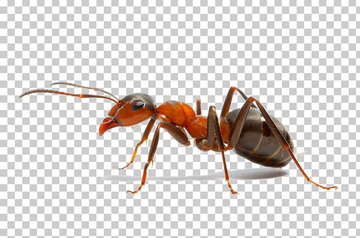 Insect The Ants Weaver Ant Pest Control PNG, Clipart, Animals, Ant, Ant Colony, Ants, Arthropod Free PNG Download