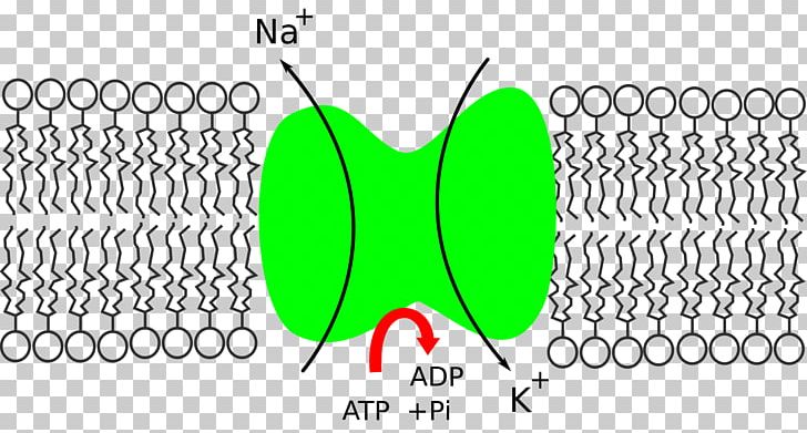Na+/K+-ATPase Potassium Sodium Enzyme PNG, Clipart, Adenosine Triphosphate, Angle, Area, Brand, Cell Free PNG Download