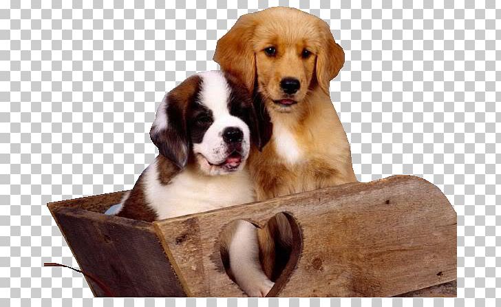 St. Bernard Desktop Dog Breed Good Morning PNG, Clipart, Animal, Breed, Carnivoran, Companion Dog, Desktop Wallpaper Free PNG Download