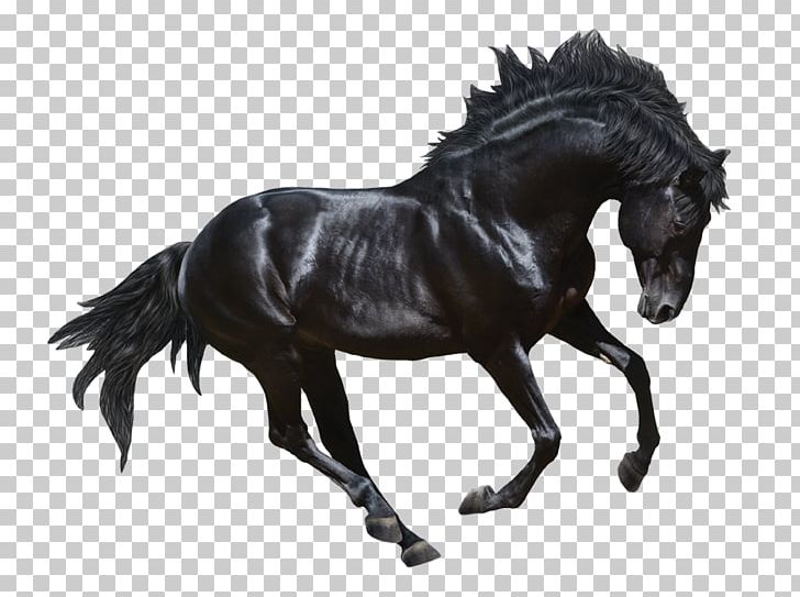 Stallion Andalusian Horse Appaloosa Black Stock Photography PNG, Clipart, Animal Figure, Appaloosa, Bit, Black, Bridle Free PNG Download