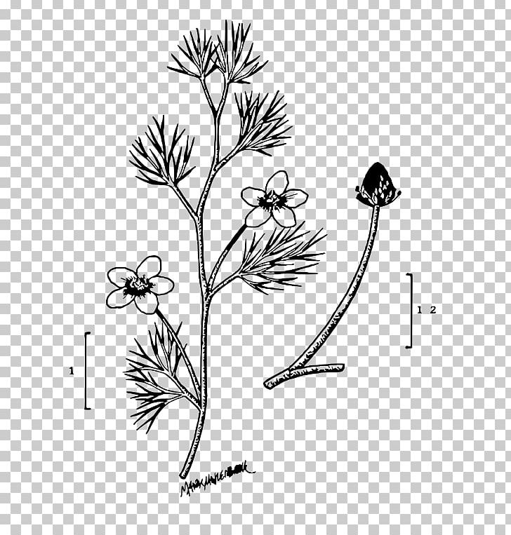 Twig Plant Stem Leaf Line Art Petal PNG, Clipart, Black And White, Branch, Drawing, Flora, Flower Free PNG Download