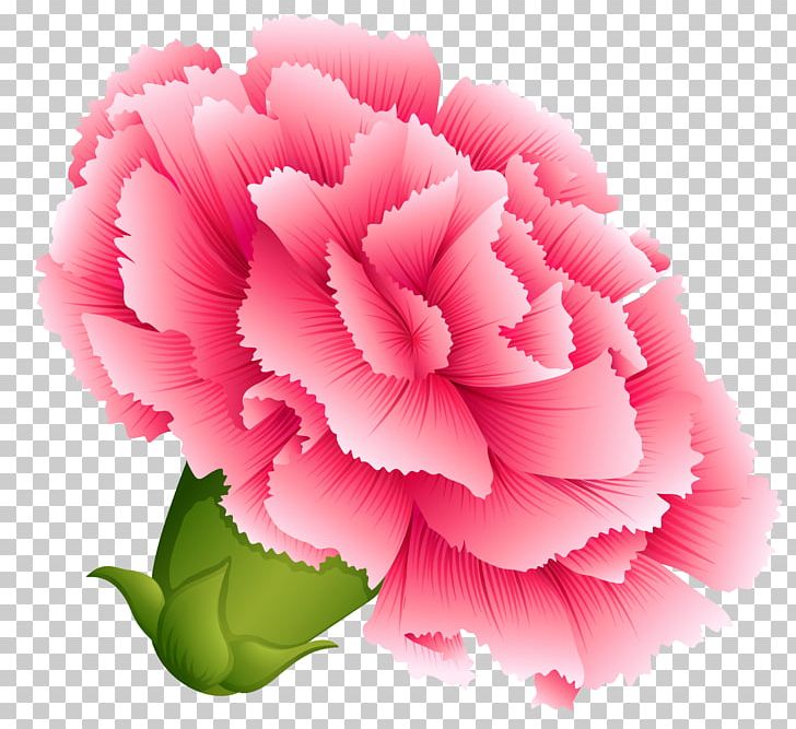 Carnation PNG, Clipart, Bud, Carnation, Clipart, Clip Art, Cut Flowers Free PNG Download