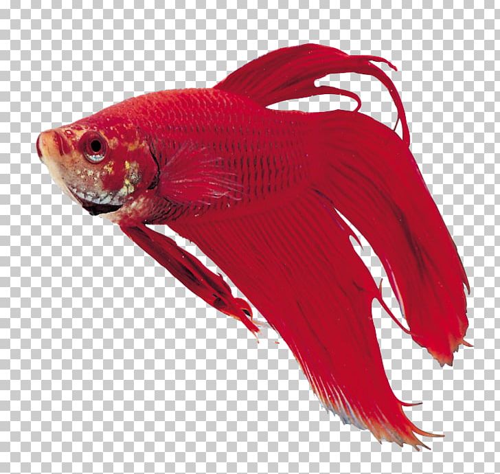 Ornamental Fish Aquarium PNG, Clipart, Animals, Aquarium, Digital Image, Encapsulated Postscript, Fish Free PNG Download