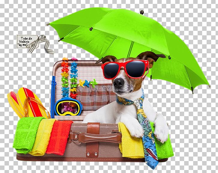 Vacation Jack Russell Terrier Puppy Pet Holiday PNG, Clipart, Dog, Dog Bakery, Dog Like Mammal, Dog Training, Eyewear Free PNG Download