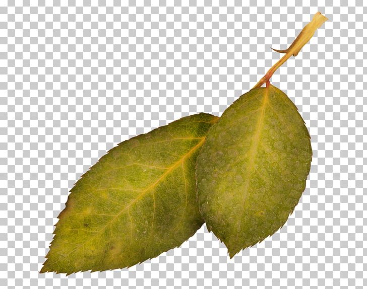 Leaf Plant 0 1 2 PNG, Clipart, 1682, 1683, 1684, 1685, 1686 Free PNG Download