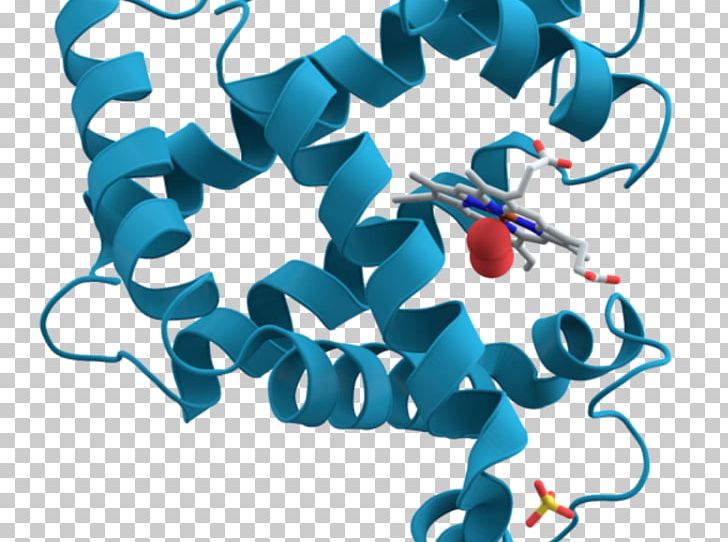 Myoglobin Protein Structure X-ray Crystallography Ribbon Diagram PNG, Clipart, Alpha Helix, Biochemistry, Blood, Blue, Graphic Design Free PNG Download