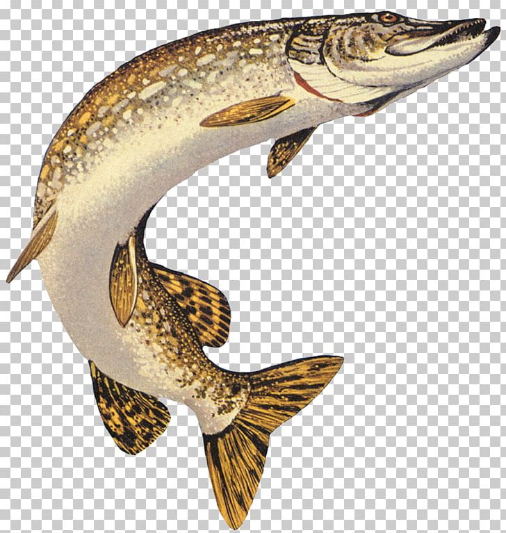 Northern Pike Muskellunge American Pickerel Chain Pickerel Fishing PNG, Clipart, American Pickerel, Angling, Bait, Bony Fish, Catfish Free PNG Download