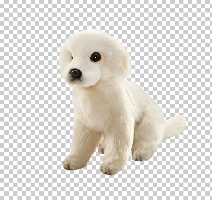Standard Poodle Maremma Sheepdog Dog Breed Puppy PNG, Clipart, Animals, Breed, Breed Group Dog, Carnivoran, Companion Dog Free PNG Download
