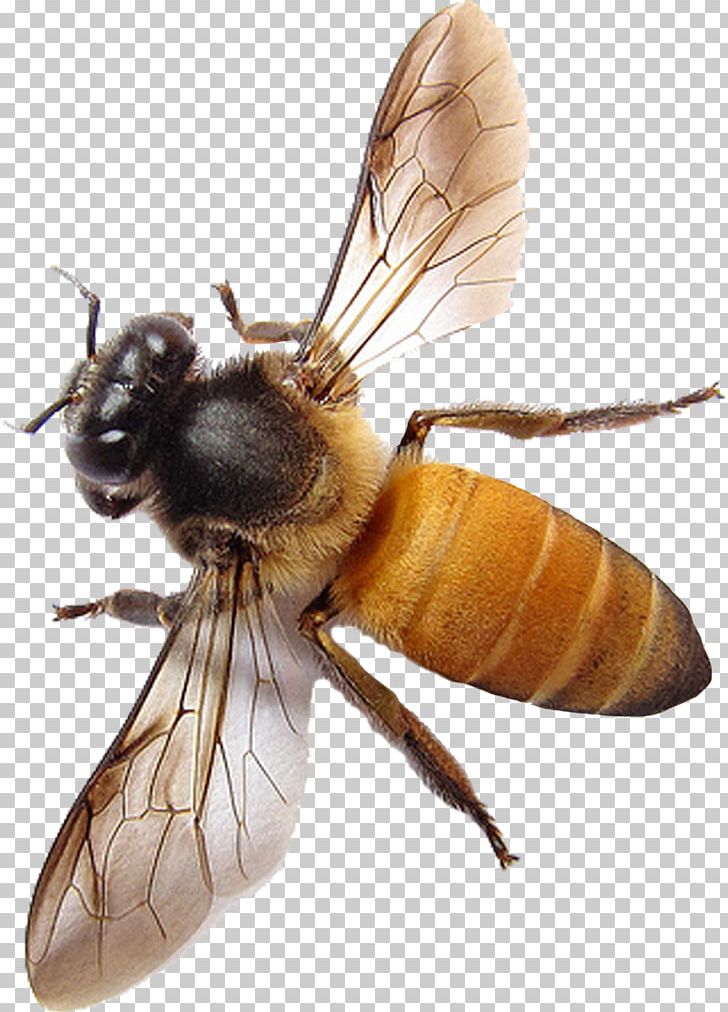 Western Honey Bee Insect Apis Florea Hornet PNG, Clipart, Apis Florea, Arthropod, Bee, Beehive, Bee Learning And Communication Free PNG Download