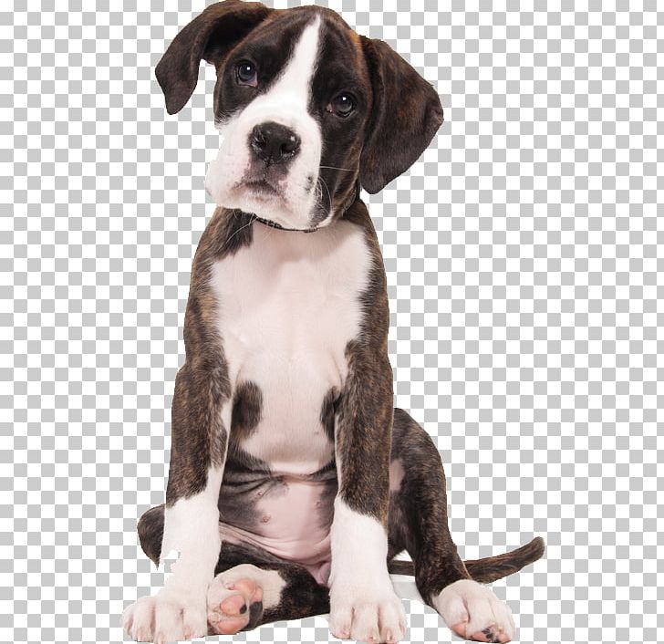 Boxer Puppy English Mastiff Bullmastiff Miniature Schnauzer PNG, Clipart, Animal, Animals, Boxer, Boxer Dog, Carnivoran Free PNG Download