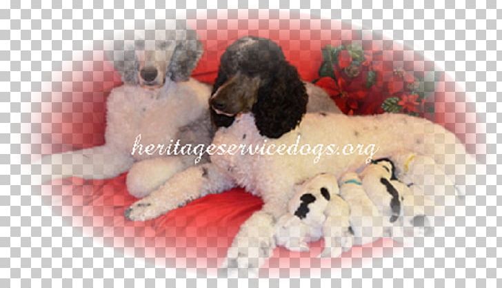 Cockapoo Puppy Dog Breed Standard Poodle PNG, Clipart, Amy, Animals, Carnivoran, Dog Breed, Dog Breed Group Free PNG Download