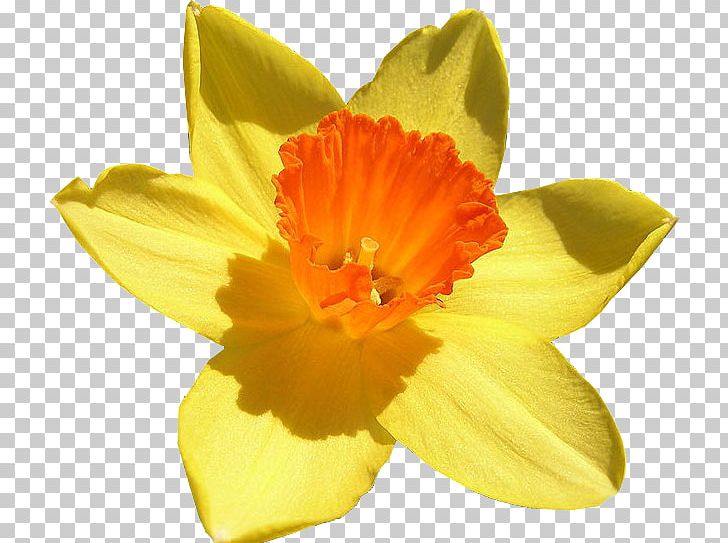 Flower Bulb Narcissus Jonquilla Amaryllidoideae Color PNG, Clipart, Amaryllidaceae, Amaryllis Family, Birth Flower, Bulb, Color Free PNG Download