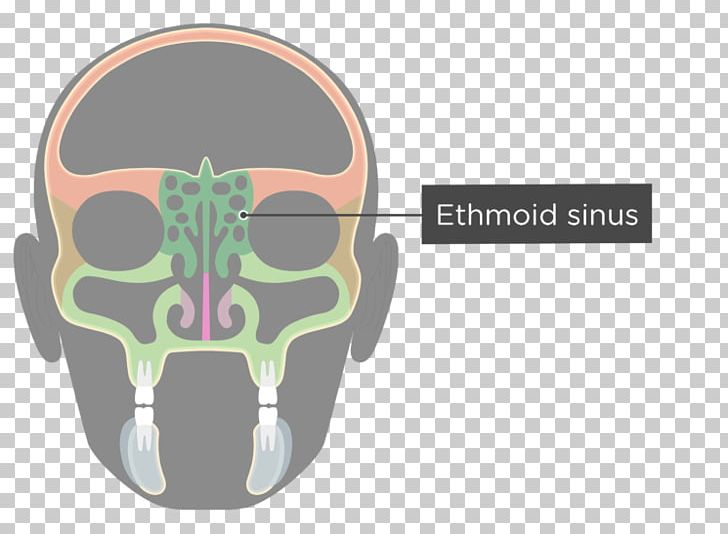 Ethmoid Sinus Ethmoid Bone Paranasal Sinuses Maxilla PNG, Clipart, Anatomy, Bone, Ethmoid Bone, Ethmoid Sinus, Facial Skeleton Free PNG Download
