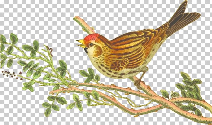 Finch Songbird Lesser Redpoll Hummingbird PNG, Clipart, Animal, Animals, Art, Beak, Bird Free PNG Download