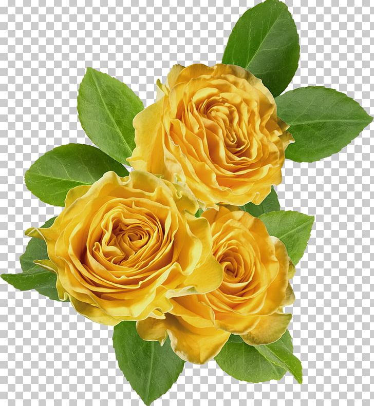 Garden Roses Flower PNG, Clipart, Blue Rose, Cut Flowers, Desktop Wallpaper, Floribunda, Flower Free PNG Download