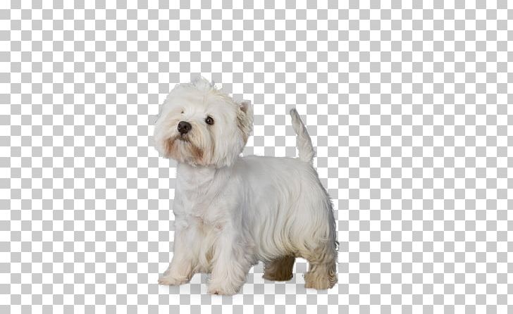 Maltese Dog West Highland White Terrier Dandie Dinmont Terrier Havanese Dog Bolonka PNG, Clipart, Animals, Bichon, Bolonka, Breed, Breed Group Dog Free PNG Download