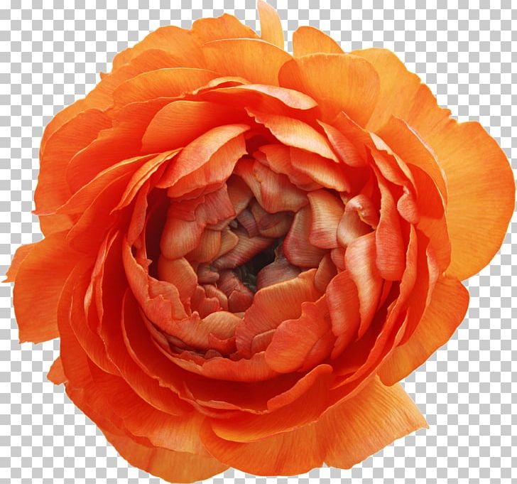 Subterranean Animism Flower PNG, Clipart, Clip Art, Closeup, Cut Flowers, Floribunda, Flower Free PNG Download
