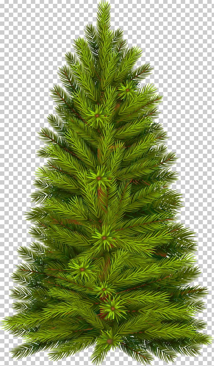 Tree Pine Fir Christmas PNG, Clipart, Animation, Biome, Cedar, Christmas, Christmas Decoration Free PNG Download
