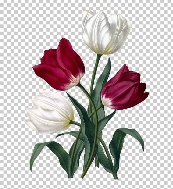 Tulip Haarlem Cut Flowers Floral Design Botanical Illustration PNG, Clipart, Art, Botanical Illustrator, Botany, Cut Flowers, Floristry Free PNG Download