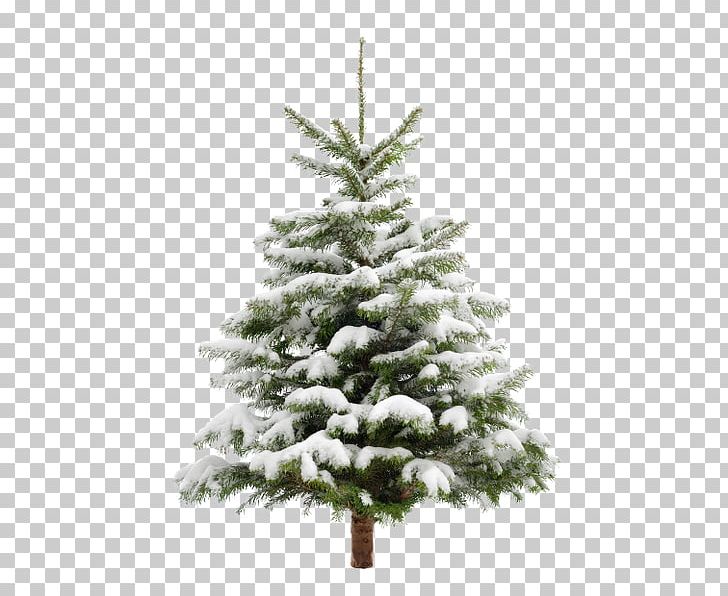Christmas Tree Stock Photography Little Christmas PNG, Clipart, Child, Christmas, Christmas Decoration, Christmas Lights, Christmas Ornament Free PNG Download