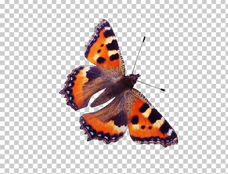 Monarch Butterfly Red Admiral Insect Nymphalidae PNG, Clipart, Arthropod, Brush Footed Butterfly, Butterflies And Moths, Butterfly, Insect Free PNG Download