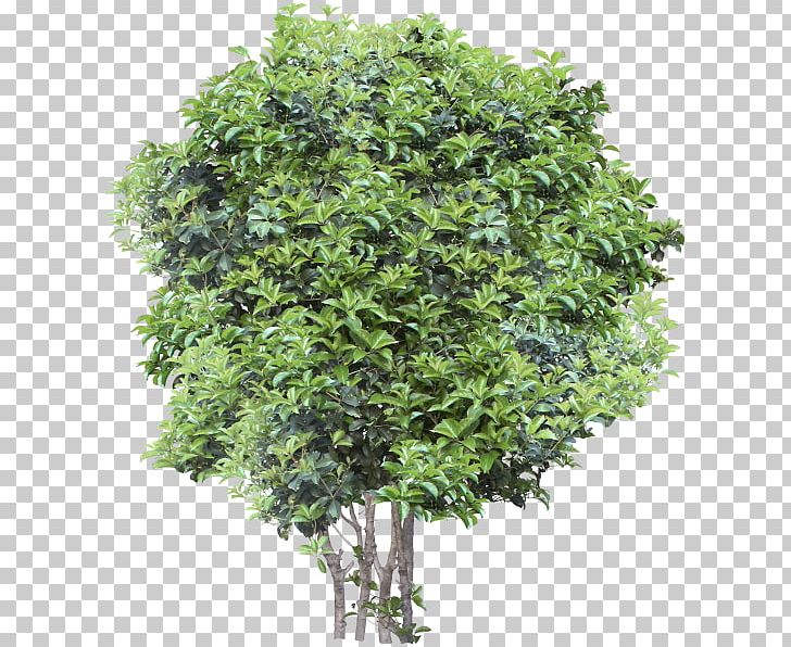 Small Trees Garden Oak PNG, Clipart, Branch, Garden, Landscape Architecture, Nature, Oak Free PNG Download