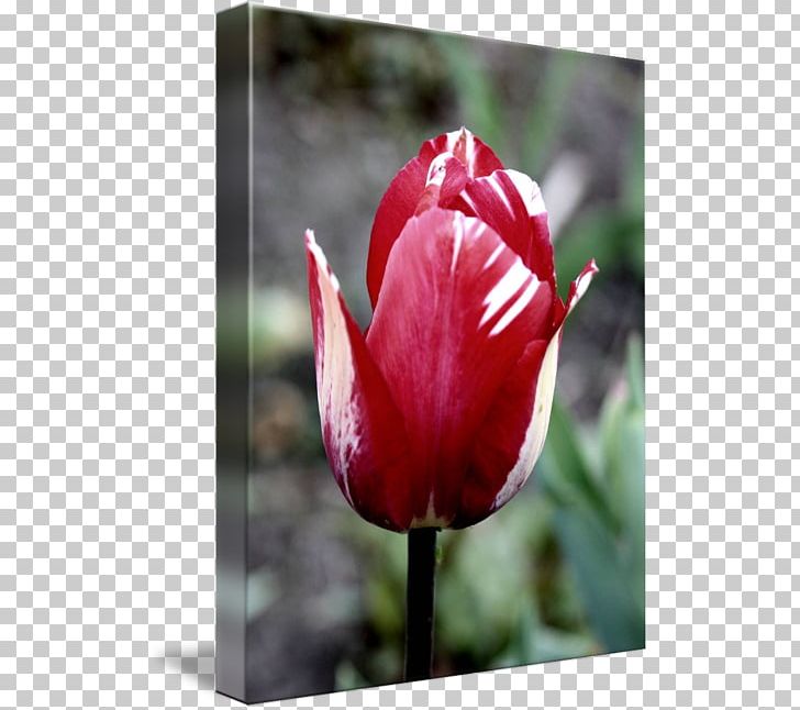 Tulip Petal Plant Stem Bud PNG, Clipart, Bud, Flower, Flowering Plant, Lily Family, Petal Free PNG Download